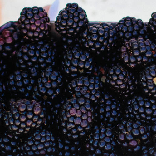 illustration fruits noirs